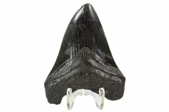 Fossil Megalodon Tooth - South Carolina #108894